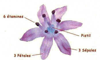 fleur de lys